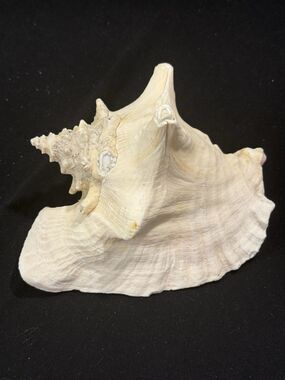 Large Natural Pink Queen Conch Shell Seashell With Decorative Pearl Added 7"x 6"